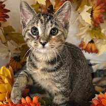 Thumbnail photo of 6/23/25 -Basil #1