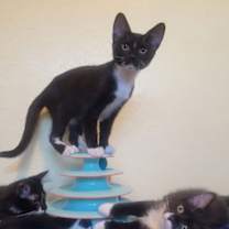 Thumbnail photo of Purrsephone #4