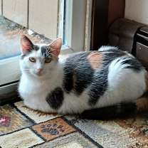 Thumbnail photo of Minnie #1