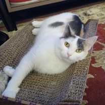 Thumbnail photo of Minnie #4