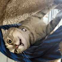 Thumbnail photo of Ducky #3