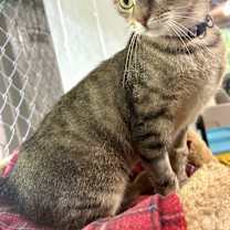 Thumbnail photo of Ducky #4