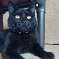 Thumbnail photo of Anise #1