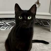 Thumbnail photo of Catniss #2