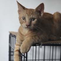 Thumbnail photo of Icee #1