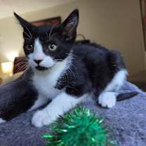 Thumbnail photo of Tessa #2