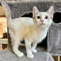 Thumbnail photo of BP Lynxpoint #2