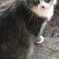 Thumbnail photo of JOSIE #1