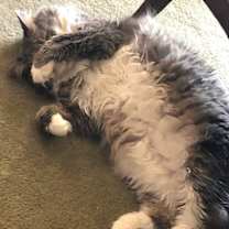 Thumbnail photo of JOSIE #2