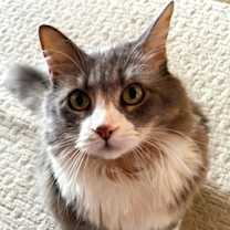 Thumbnail photo of JOSIE #3