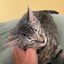 Thumbnail photo of Tag #3