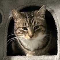 Thumbnail photo of Stormy #4