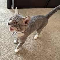 Thumbnail photo of Thor #1