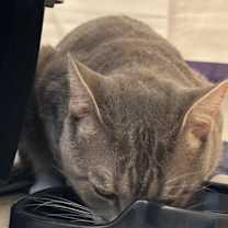 Thumbnail photo of Thor #2