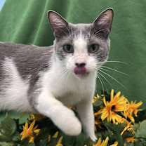 Thumbnail photo of Blair #4