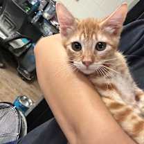 Thumbnail photo of Garfield #1