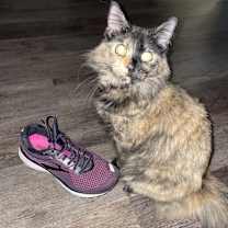 Thumbnail photo of Whispurr #2