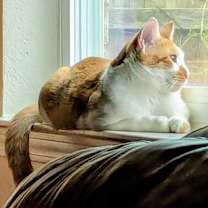 Thumbnail photo of Simon #4