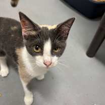 Thumbnail photo of Endive #1