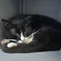 Thumbnail photo of Checkers #1