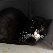 Thumbnail photo of Checkers #2