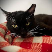 Thumbnail photo of Spartan #1