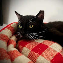 Thumbnail photo of Spartan #3