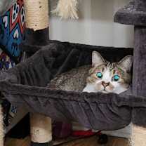 Thumbnail photo of Loki #1