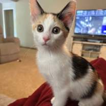 adopt-pet