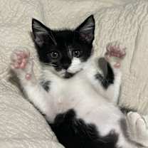 Thumbnail photo of Fossil Fuel #1