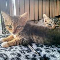 Thumbnail photo of Mckinley #3