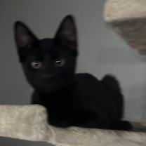 Thumbnail photo of Pita #2