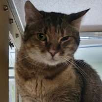 Thumbnail photo of Olive #2