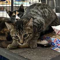 Thumbnail photo of Tanner #2