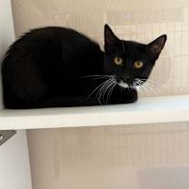 Thumbnail photo of Possum #2