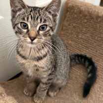 Thumbnail photo of KITTEN PRINCESS BELLE #2