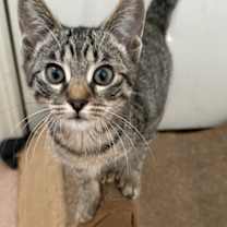 Thumbnail photo of KITTEN PRINCESS BELLE #1