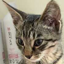 Thumbnail photo of KITTEN PRINCESS BELLE #3