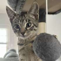 Thumbnail photo of KITTEN PRINCESS BELLE #4