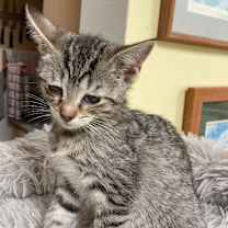 Thumbnail photo of Theodore #3