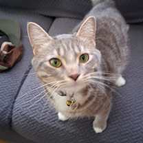 Thumbnail photo of Baby, Mr. Meowgi #1