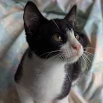 Thumbnail photo of Jojo #2