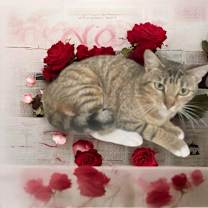 Thumbnail photo of Bridgette #1