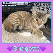 Thumbnail photo of Bridgette #2
