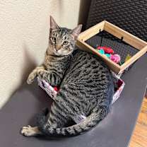 Thumbnail photo of Cricket #1