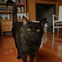 Thumbnail photo of Cedric the Furtainer #1