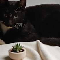 Thumbnail photo of Zeppelin #1