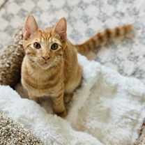 Thumbnail photo of Tigger #2