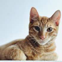 Thumbnail photo of Tigger #3