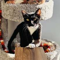 Thumbnail photo of Poppy #1